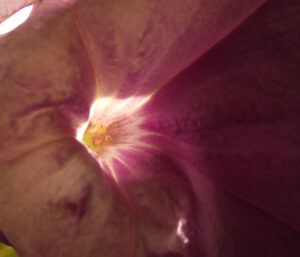 petunia (MY NEW CAMERA)