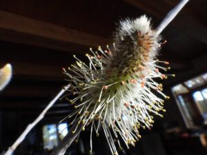 pussy willow (MY NEW CAMERA)