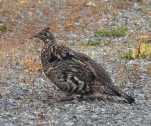 ruffed grouse (MY NEW CAMERA)
