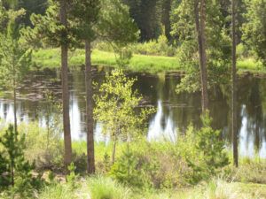 spring tree (NOVEMBER)