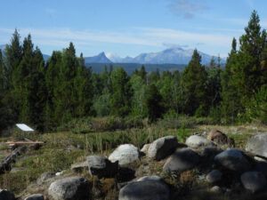 starlink (Newsletters)