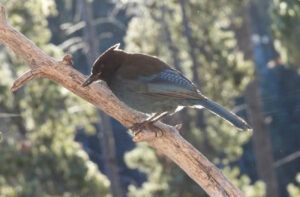 stellers jay (MY NEW CAMERA)