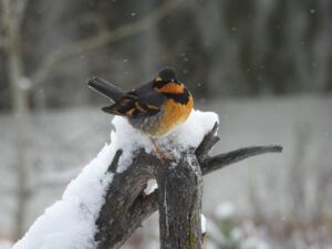 varied thrush (MY NEW CAMERA)