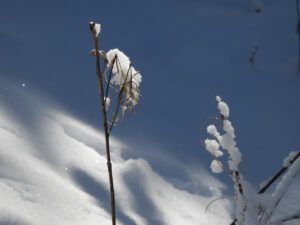 25 fireweed (The Ten-day Winter)