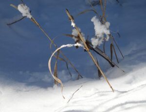 26 grass (The Ten-day Winter)