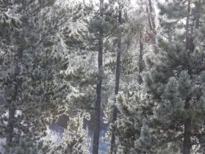 4 frosty trees (The Ten-day Winter)