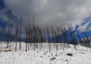 burnt trees (The Ten-day Winter)