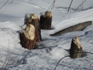 2 beaver trees (2024 SPRING EQUINOX)
