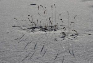 3 grasses (2024 SPRING EQUINOX)