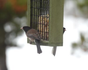 2 juncos (2024 SPRING EQUINOX)