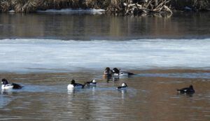11 ducks (TRAINING WEEK)