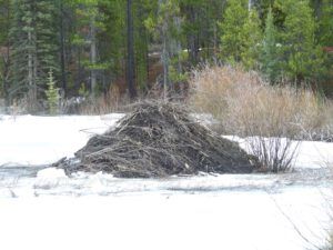 13 beaver house bare (AFTER THE SOLSTICE)