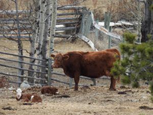 15 baby cows (AFTER THE SOLSTICE)