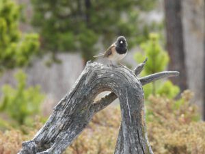 15 junco (AFTER THE SOLSTICE)