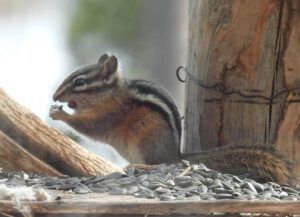 5 chipmunk (AFTER THE SOLSTICE)