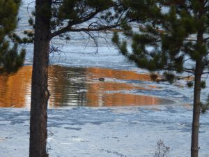 beaver (AFTER THE SOLSTICE)