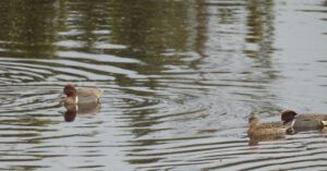 gw teal (AFTER THE SOLSTICE)