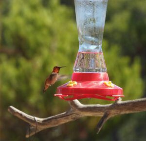 hummer (AFTER THE SOLSTICE)