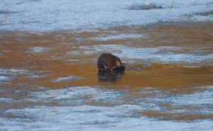 muskrat (AFTER THE SOLSTICE)