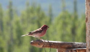 purple finch (AFTER THE SOLSTICE)