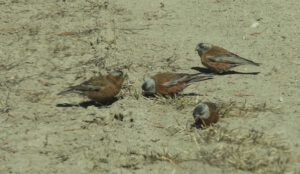 rosy finch (AFTER THE SOLSTICE)