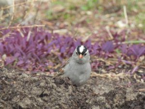 wc sp (AFTER THE SOLSTICE)