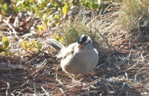 white crowned sparrow (AFTER THE SOLSTICE)