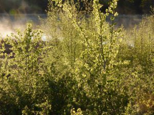 pollywog green (THE GREENING)