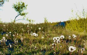 dandelion seeds (THE GREENING)