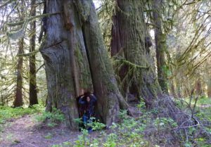 BC7 big trees (SPRING WORK)