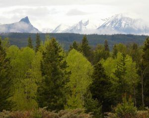 rain dribbles green (THE GREENING)