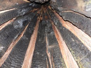 BC9 inside tree (SPRING WORK)