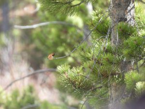 hummer (THE GREENING)