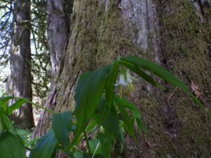 BC11 fairy bells (SPRING WORK)