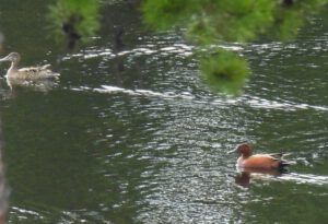 cinammon teal best (THE GREENING)