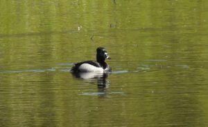 ringneck even better. (THE GREENING)