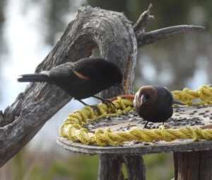 cowbird best (THE GREENING)