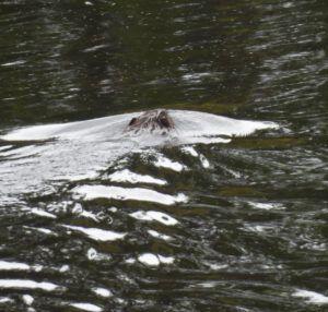 beaver (THE GREENING)