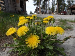 dandelions (THE GREENING)