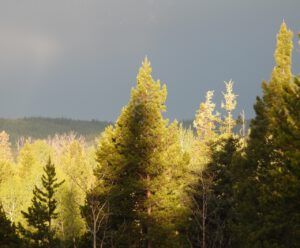 weird light 2 (THE GREENING)