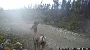 mule deer (THE GREENING)