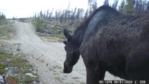 moose 1 (THE GREENING)