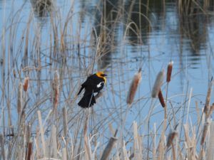 yh bb (THE GREENING)