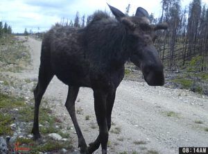 moose 2 (THE GREENING)