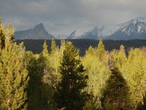 stron g light again (THE GREENING)