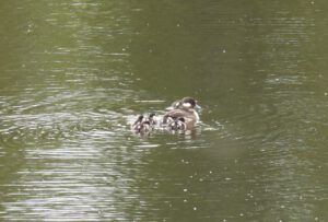 babies (THE GREENING)