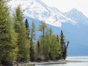 FP10 spring green (SPRING WORK)