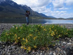 FP12 fumitory (SPRING WORK)