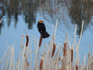 yh bb 2 (THE GREENING)