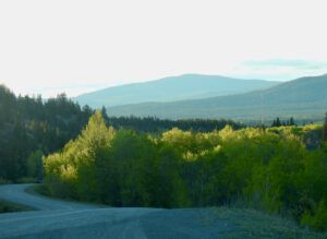 8 morning green (THE GREENING)